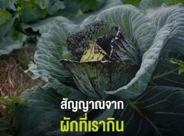 โครงการส่งเสริมการจัดการขยะอิเล็กทรอนิกส์ภายใต้โครงการ ... พารามิเตอร์รูปภาพ 12