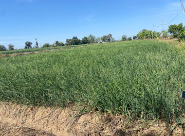 วันที่ 29 ธันวาคม 2568 นายมาโนช ชลอวงษ์ ผู้ตรวจราชการกรม ... พารามิเตอร์รูปภาพ 6