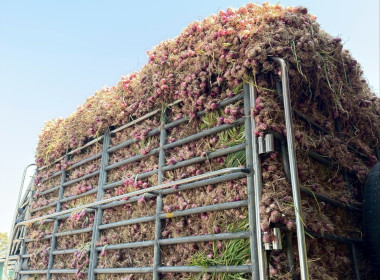 วันที่ 13 มกราคม 2569 นายวงศ์ชัย ไชยโย ผู้ตรวจราชการกรม ... พารามิเตอร์รูปภาพ 8