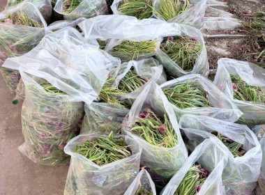 วันที่ 13 มกราคม 2569 นายวงศ์ชัย ไชยโย ผู้ตรวจราชการกรม ... พารามิเตอร์รูปภาพ 2