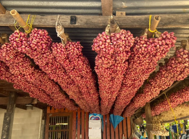 วันที่ 28 มกราคม 2569 นายมาโนช ชลอวงษ์ ผู้ตรวจราชการกรม ... พารามิเตอร์รูปภาพ 9