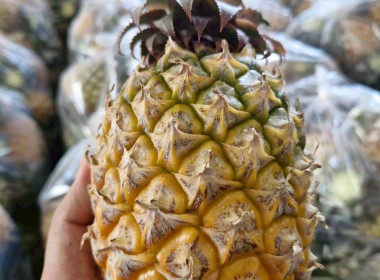 วันที่ 3 กุมภาพันธ์ 2569 นายคีตวุฒิ นับแสง ผู้ตรวจราชการกรม ... พารามิเตอร์รูปภาพ 6