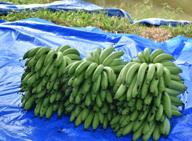 วันที่ 27 กุมภาพันธ์ 2569 นางสาวอภิวันท์ ธะนะสิทธิศักดิ์ ... พารามิเตอร์รูปภาพ 10