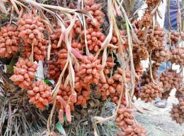 วันที่ 3 เมษายน 2569 นายวงศ์ชัย ไชยโย ผู้ตรวจราชการกรม ... พารามิเตอร์รูปภาพ 23